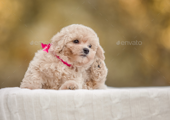 Maltipoo 101 hot sale